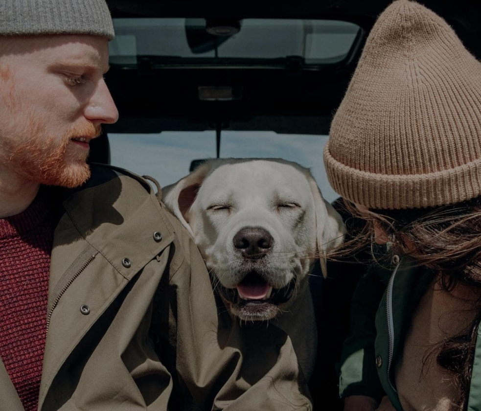 how-your-dog-could-be-devaluing-your-car.jpg